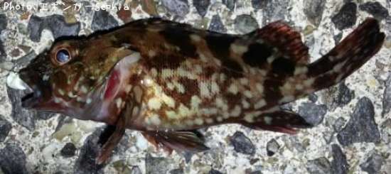 ���������ʥ������