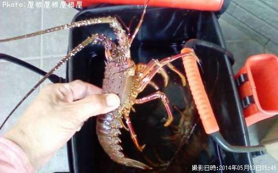 ������Ϸ