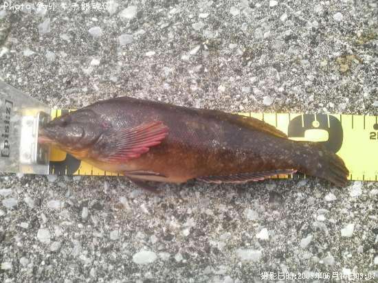 �����ʥ�