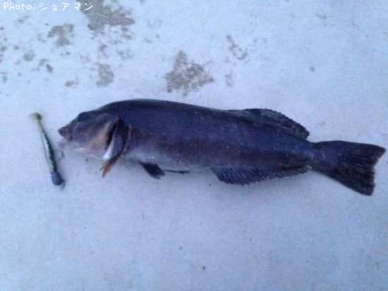 �����ʥ�