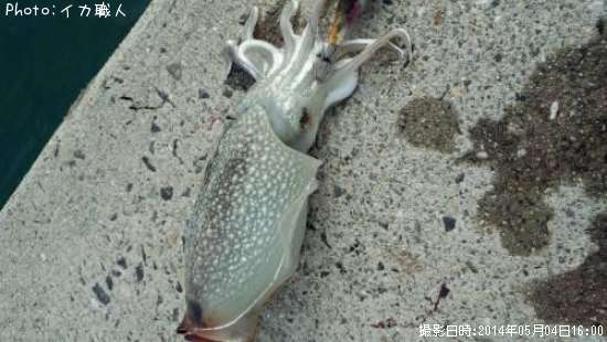 ����䥱����