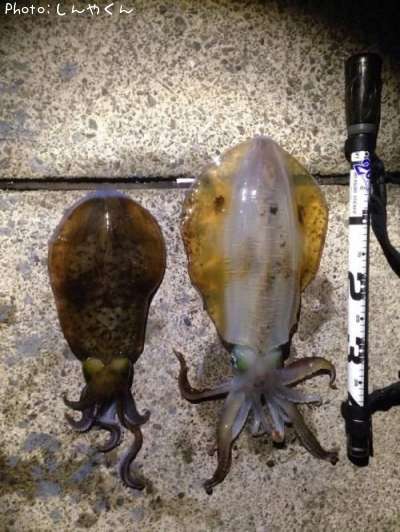 �����ꥤ��