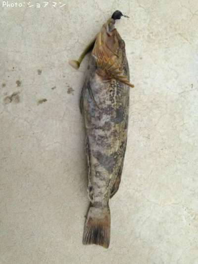 �����ʥ�