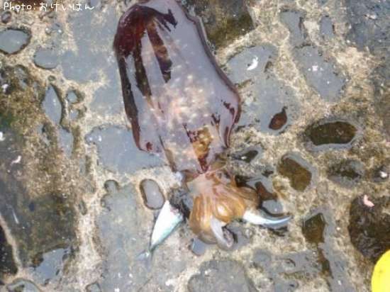 �����ꥤ��