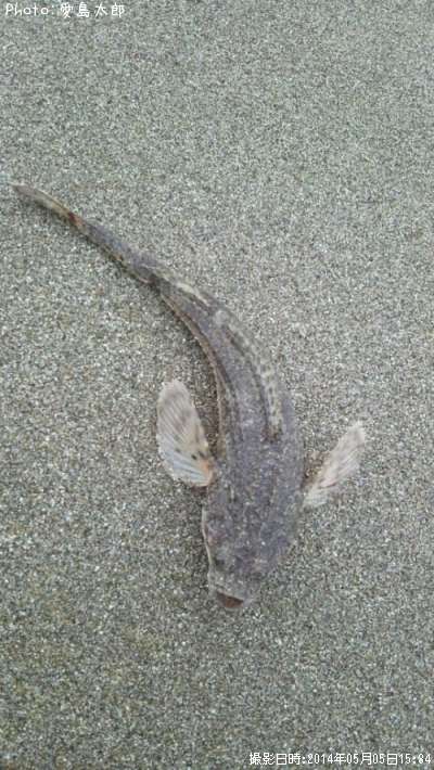 �����ե�åȡ�