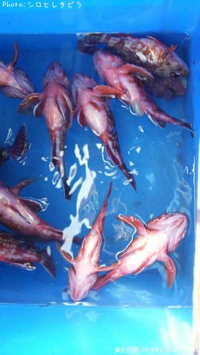 ���������ʥ������