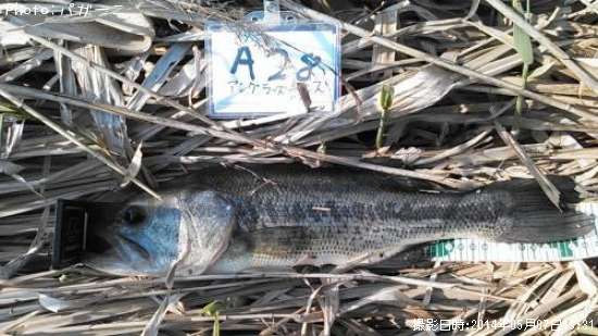 �֥�å��Х�