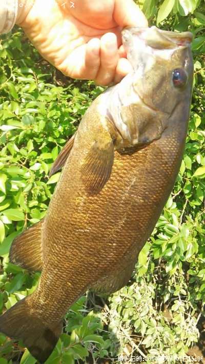 ���⡼��ޥ����Х�