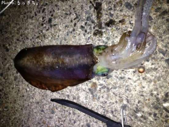 �����ꥤ��