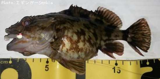 ���������ʥ������