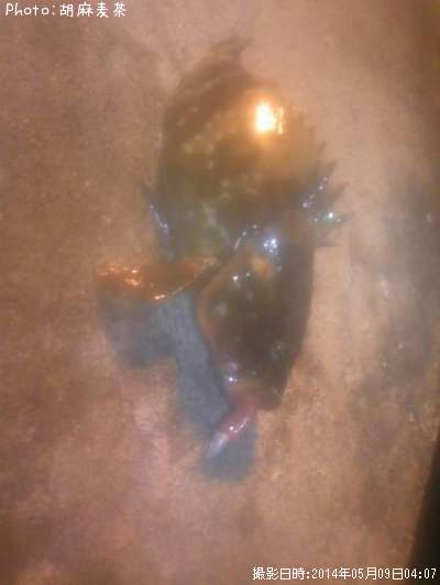 �����ϥ�