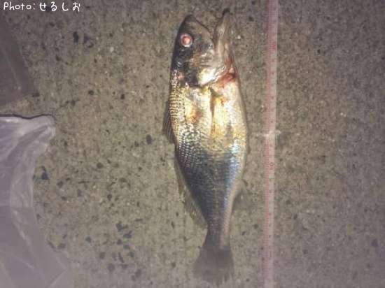 �ܥ餫�ʤ���