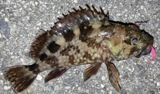 ���������ʥ������