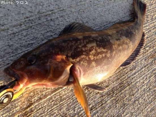 �����ʥ�