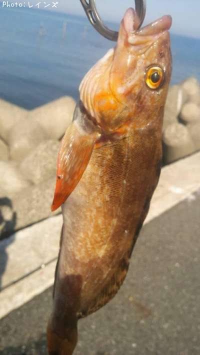 �����ʥ�