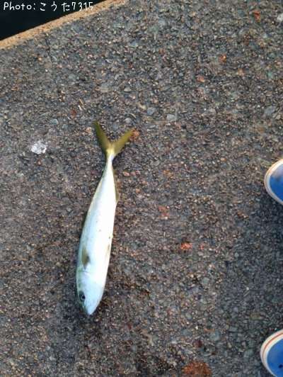 ���ʥ�