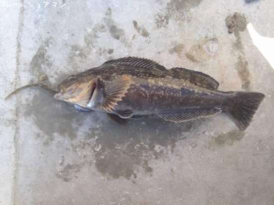 �����ʥ�