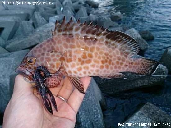 �������ϥ�