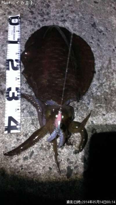 �����ꥤ��