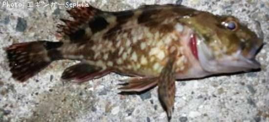 ���������ʥ������