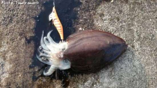 ��󥴥�����