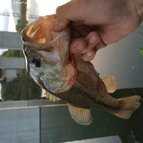 �֥�å��Х�