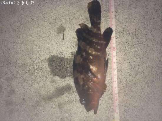 �����ϥ�