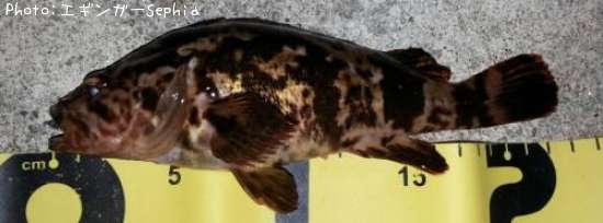 �����Υ���Х�