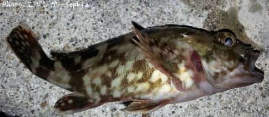 ���������ʥ������