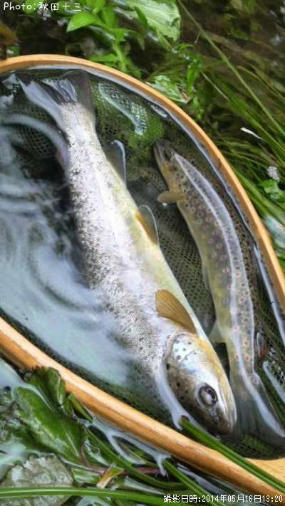 �֥饦��ȥ饦��