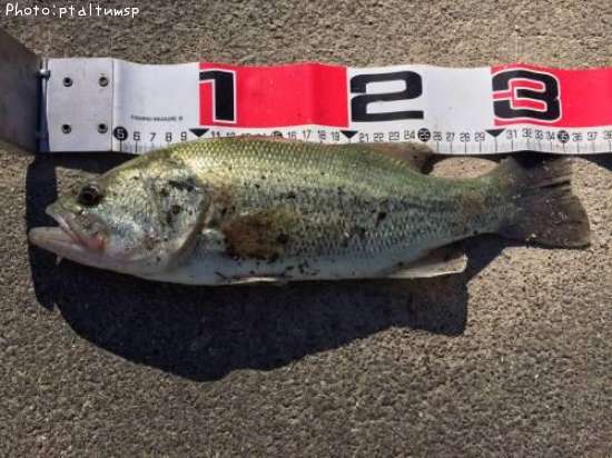 �֥�å��Х�