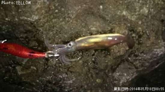 ���󥵥�����