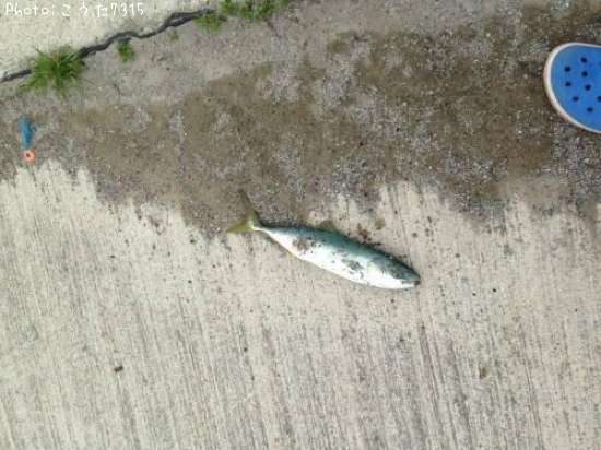 ���ʥ���