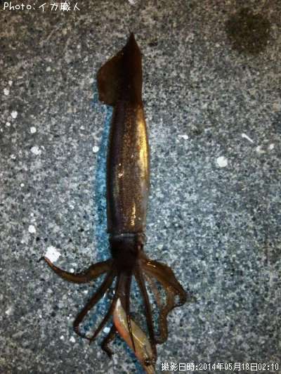 ����ᥤ��