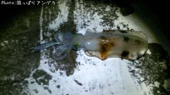 �����ꥤ��