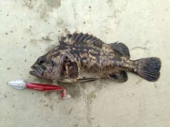 �٥å�������