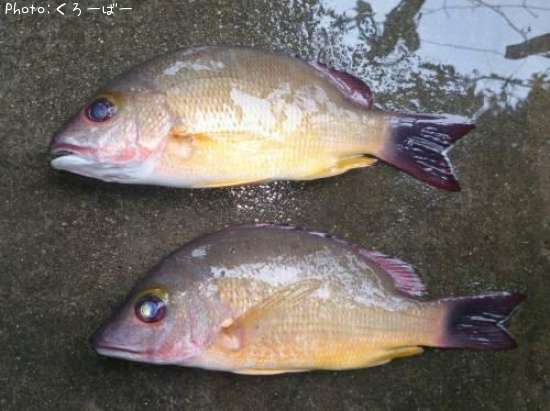 �����ե�����