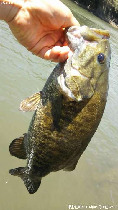 ���⡼��ޥ����Х�