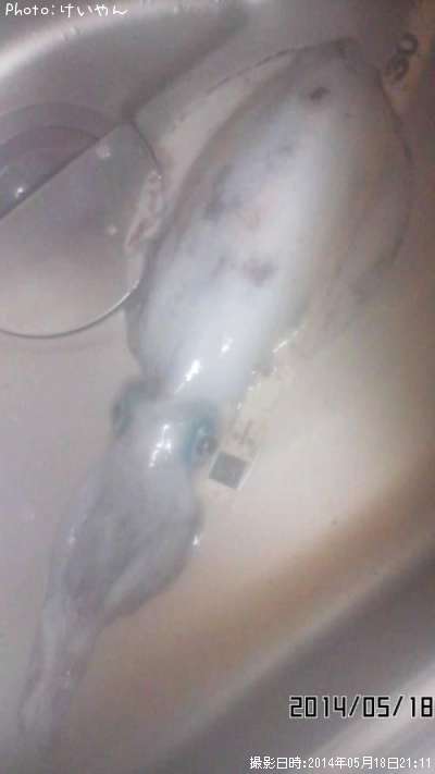 �����ꥤ��