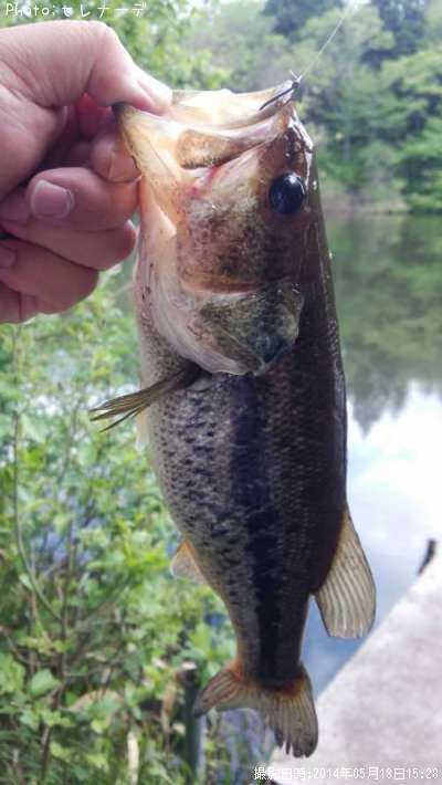 �֥�å��Х�