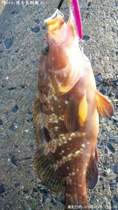 �����ϥ�