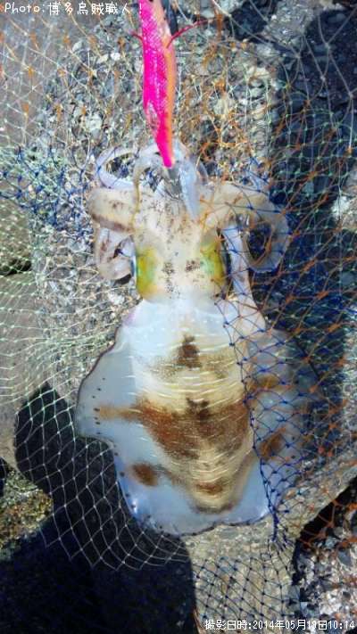 �����ꥤ��