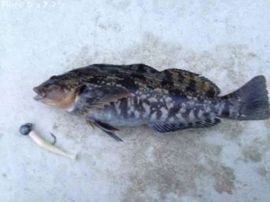 �����ʥ�