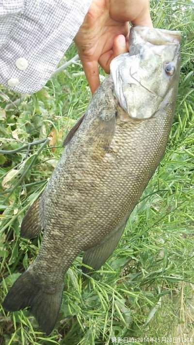 ���⡼��ޥ����Х�