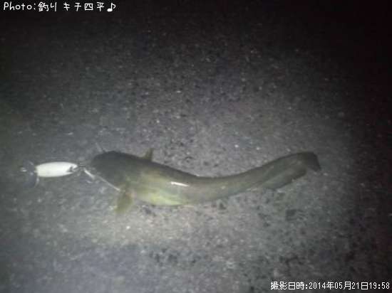 �ʤޤ�