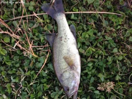 �֥�å��Х�