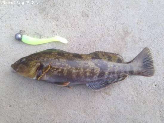 �����ʥ�