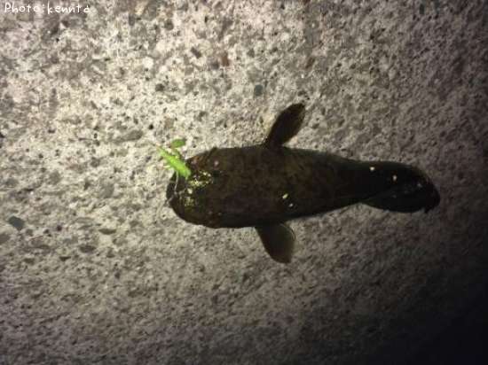 �ʥޥ�