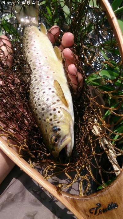 �֥饦��ȥ饦��