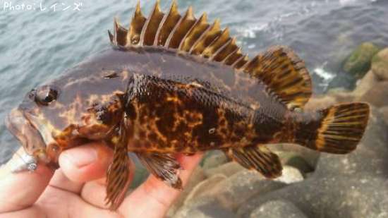 �����Υ���Х�